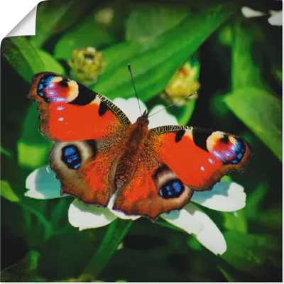 Produktbild von ARTland Poster Tagpfauenauge Größe: 40x40 cm