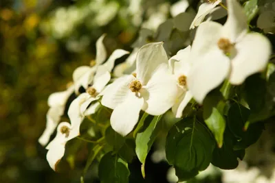 Produktbild von Cornus kousa chinensis, Chinesischer Blumen-Hartriegel, 60–80 cm