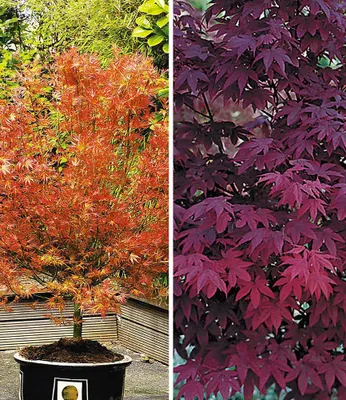 Produktbild von BALDUR Garten 2er Japanische Ahorn Kollektion winterhart, Pflanzen im 12 cm-Topf, Ahornbaum, Fächerahorn, winterhart, pflegeleicht, Acer palmatum, Acer palmatum atropurpureum