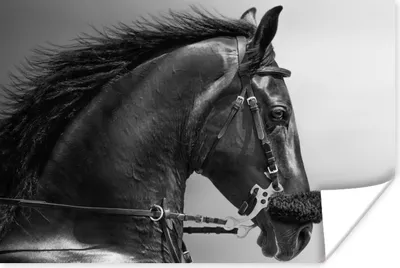 Produktbild von MuchoWow® Poster Pferde - Schwarz - Porträt - Tiere 120x80 cm - Bilder