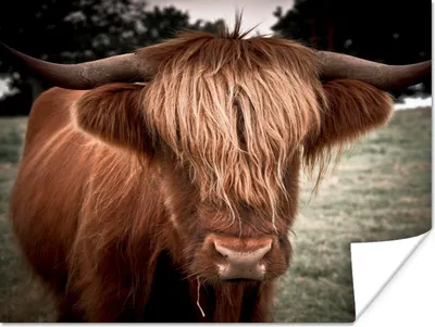 Produktbild von MuchoWow® Poster Schottischer Highlander - Baum - Gras 80x60 cm - Kunst für zu Hause