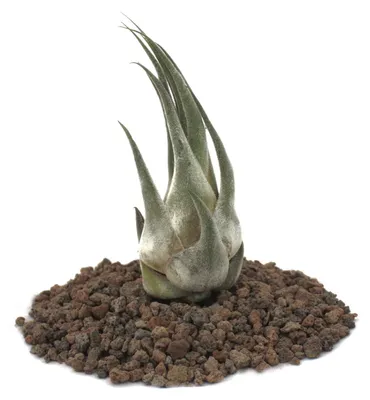 Image de Tillandsia seleriana - plante en vrac - petite