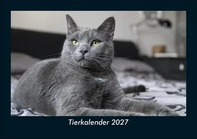 Produktbild von Tierkalender 2027 Fotokalender DIN A5