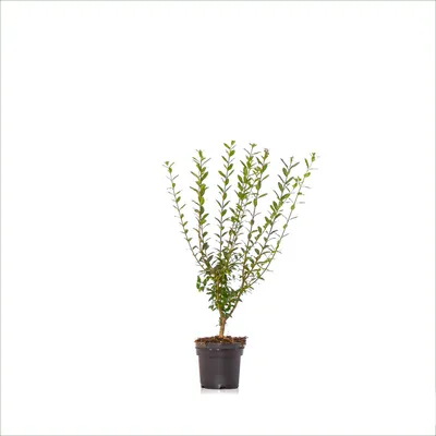Produktbild von Dehner Wintergrüner Liguster Atrovirens, für 20 Meter Hecke, ca. 60-100 cm, 80 x 3 l Topf, Heckenpflanze