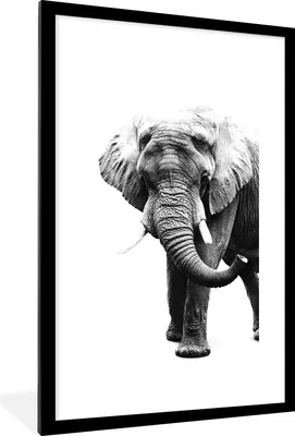 Produktbild von MuchoWow® Gerahmtes Poster Elefant vor weißem Hintergrund - schwarz und weiß 60x90 cm - Poster mit Schwarzem Bilderrahmen Wandposter Rahmen Foto Bilder - Dekoration - Wandposter Wohnzimmer - Hochwertig