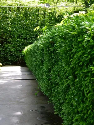 Produktbild von Kirschlorbeer Prunus Novita 80-100 cm, 40x Heckenpflanze
