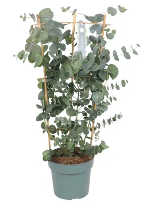 Produktbild von Eucalyptus cinerea Pflanze mit einer Höhe von 40 cm, Größe XXL, aus den Niederlanden
