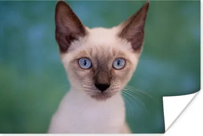 Produktbild von MuchoWow® Poster Nahaufnahme einer Siamkatze 60x40 cm - Schlafzimmerdekoration