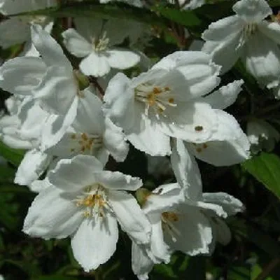 Image de 2 x  Deutzia rosea « Campanulata »  | 40-60 cm en conteneur