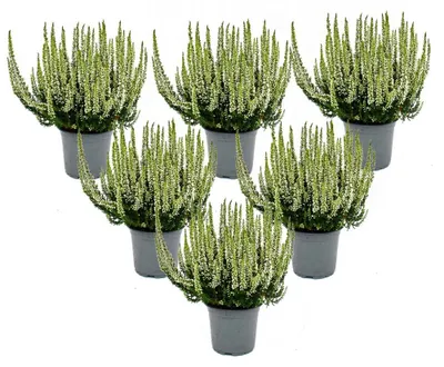 Produktbild von Calluna vulgaris – 6er-Set – Besenheide – Heidekraut – winterhart – 11-cm-Topf – weiß