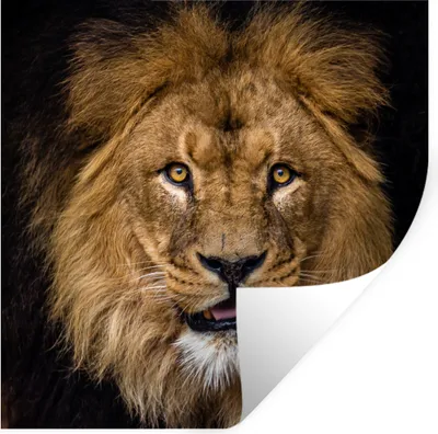 Produktbild von MuchoWow® Wandtattoo Wandsticker Wandaufkleber Löwe - Porträt - Schwarz - Tiere 50x50 cm Selbstklebend und Repositionierbar - Selbstklebend - Fototapeten