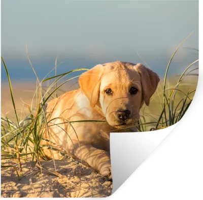 Produktbild von MuchoWow® Wandtattoo Wandsticker Wandaufkleber Labrador Retriever Welpe auf den Sanddünen liegend 50x50 cm Selbstklebend und Repositionierbar - Selbstklebend - Fototapeten