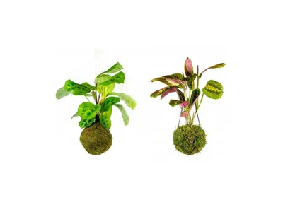 Obrázek produktu pro Gardners Set Kokedam Maranthy (L)