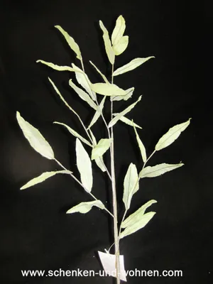 Produktbild von Naturblume - Solarpflanze, Blätterzweig Grün ca. 90 cm lang