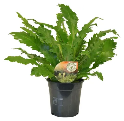 Produktbild von Asplenium Campio - 40-50cm - Ø17cm - Zimmerpflanze - Immergrün