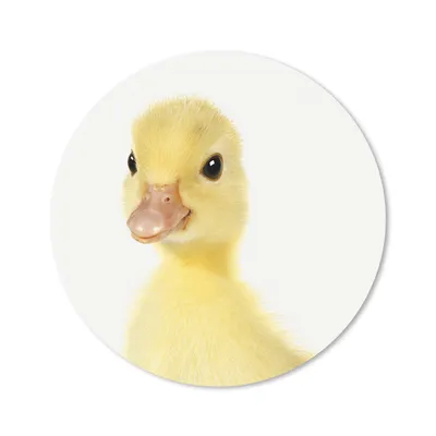 Produktbild von MuchoWow® Mauspad Mousepad Tiere - Ente - Gelb 20x20 cm - Mousepads - Maus Mat - Pad - Mausunterlage - Schreibtischmatte
