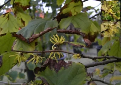 Produktbild von Hamamelis virginiana - Herbstblühende Zaubernuss 40-60