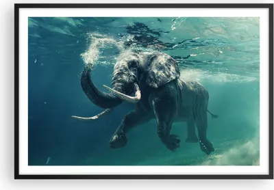 Produktbild von Gerahmtes Poster - Schwarzer Rahmen - Elefant Tier Wasser - 91,5x61 cm - Wand Bild - Wanddeko - Wandbilder - Kunstposter - Wandposter - Bilderrahmen - Bilder - Kunstdruck - Wandbild - P2BAA91x61-3944