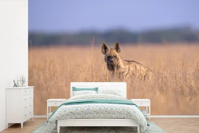 Produktbild von MuchoWow® Fototapete für Wohnzimmer oder Schlafzimmer Wandtapete Vinyl Motivtapete Hyäne - Gras - Asien - 390x260 cm - Papiertapete