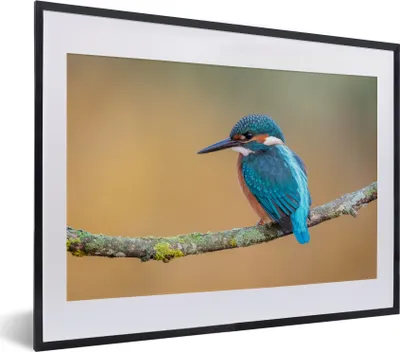 Produktbild von MuchoWow® Gerahmtes Poster Vogel - Eisvogel - Tiere - Zweig 40x30 cm - Poster mit Schwarzem Bilderrahmen Wandposter Rahmen Foto Bilder - Bilderrahmen - Poster im Rahmen
