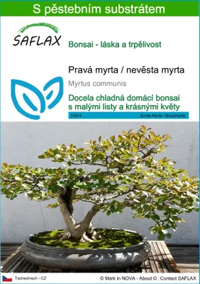 Obrázek produktu pro SAFLAX - Pravá myrta / nevěsta myrta - Myrtus communis - 30 Semena - S pěstebním substrátem bez klíčků