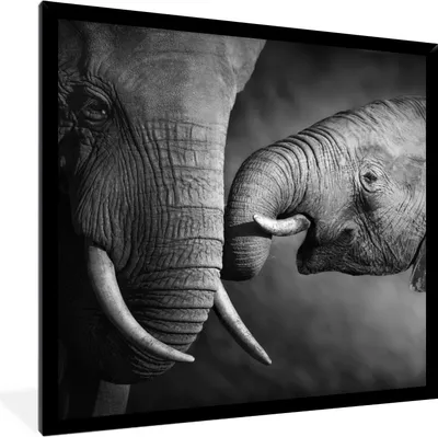 Produktbild von MuchoWow® Gerahmtes Poster Wildtiere - Elefant - Schwarz - Weiß - Porträt 40x40 cm - Poster mit Schwarzem Bilderrahmen Wandposter Rahmen Foto Bilder - Mit Rahmen - Wanddekoration Schlafzimmer