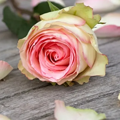 Produktbild von Leinwandbild Rose 50x50 cm mit Holzrahmen