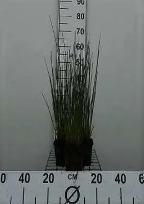 Obrázok produktu pre 6 x Juncus inflexus ( glaucus) - Modro-šedá sitina - kvetináč 9 x 9 cm