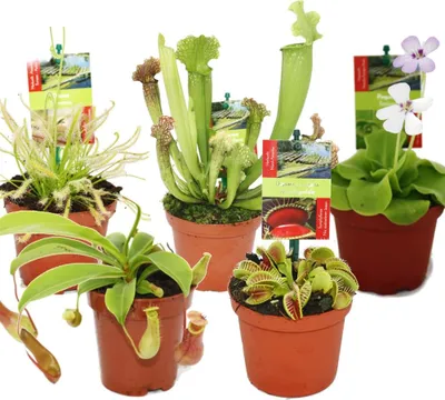 Produktbild von Starter-Set für fleischfressende Pflanzen – 5 Pflanzen