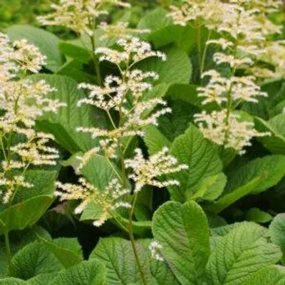 Image de Rodgersia aesculifolia - Schout bij Nacht - Plantes à racines nues - 4 unités