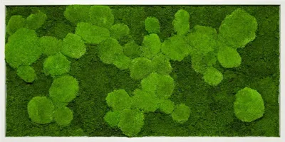Produktbild von Moosbild 110x55cm 50% Flachmoos/ 50%Kugelmoos (weiß)