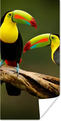 Produktbild von MuchoWow® Poster Vögel - Tukan - Zweig - Tiere - Regenbogen 80x160 cm - Kinderzimmer
