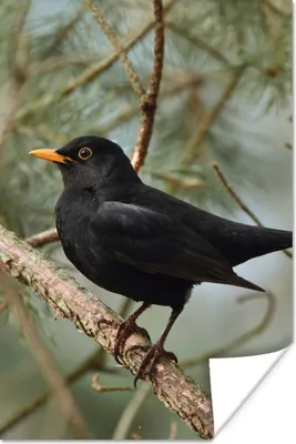 Produktbild von MuchoWow® Poster Vogel - Amsel - Zweige - Tiere 20x30 cm - Papierdruck