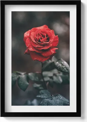 Produktbild von Rote Rosenblüte– Wandbild mit Rahmen – Gerahmtes Bild  – Wanddekoration – 40x60 cm –  Schwarz