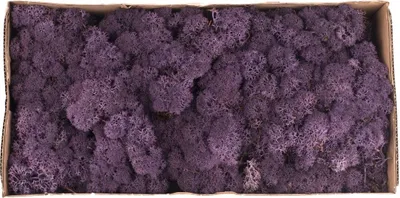 Produktbild von Islandmoos lila / aubergine 500g