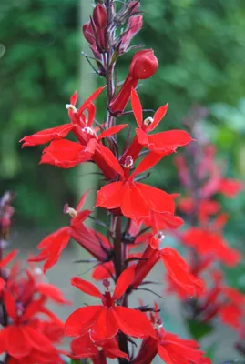Produktbild von Lobelia cardinalis, Kardinalslobelie, leuchtend rot, ca. 9x9 cm Topf