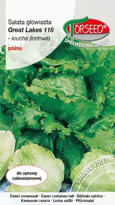 Produktbild von Great Lakes 118 0.5g Great Lakes Knackkopfsalat (Tunnel- und Feldsalat) Saatgut - Torseed