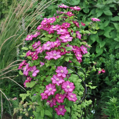 Productafbeelding van klimplant Clematis Ville de Lyon roze bloemen 2 planten 11cm H40cm struik