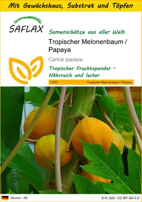 Produktbild von SAFLAX Anzucht Set - Tropischer Melonenbaum / Papaya - Carica papaya - 30 Samen - Mit Mini-Gewächshaus, Anzuchtsubstrat und 2 Töpfen