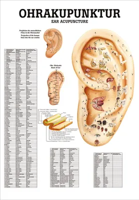 Produktbild von Ohrakupunktur Mini-Poster Anatomie 34x24 cm medizinische Lehrmittel
