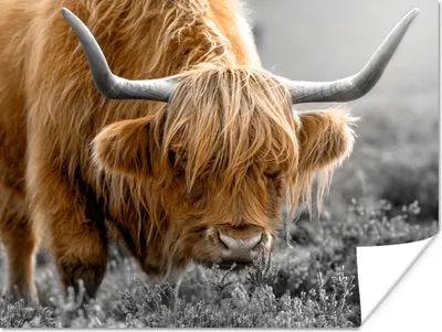 Produktbild von MuchoWow® Poster Schottischer Highlander - Blumen - Kuh 160x120 cm - Foto Plakat