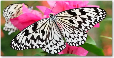 Produktbild von Tulup® Leinwandbild - 140x70 cm - Wandkunst - Drucke auf Leinwand - Leinwanddruck  - Tiere - Rosa - Schmetterling Blume