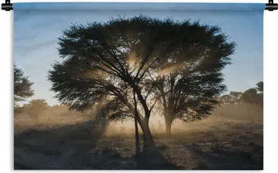 Produktbild von MuchoWow® Wandteppich Wandbehang Silhouette eines Dornenbaums im Kgalagadi Transfrontier Park 150x100 cm Tapisserie Dekoration Wandtuch - Waschbar - Tapisserien - Wand-Decke