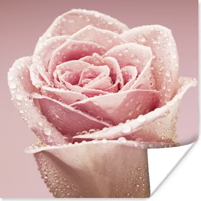 Produktbild von MuchoWow® Poster Tautropfen auf einer einzelnen rosa Rose 50x50 cm - Wohnzimmerdekoration