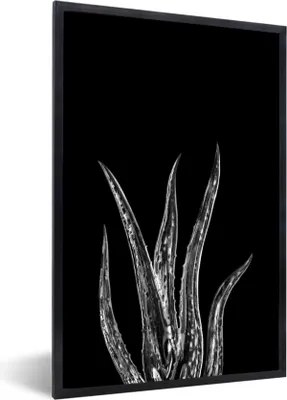 Produktbild von MuchoWow® Gerahmtes Poster Blätter einer Aloe vera Pflanze auf schwarzem Hintergrund - schwarz-weiß 40x60 cm - Poster mit Schwarzem Bilderrahmen Wandposter Rahmen Foto Bilder - Papierdruck - Wandbilder