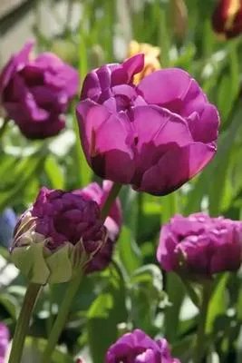 Obrázek produktu pro Tulipány FloraSelf 'ita Double' 11/12 8 ks