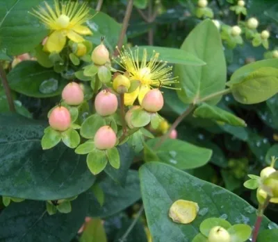 Produktbild von Hypericum inodorum Magical Beauty® - Schwarzes Johanniskraut - Mannsblut - 30-40