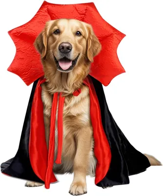 Produktbild von Golden Retriever Halloween Kostüm, Vampirumhang für große Hunde, XL