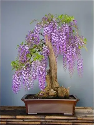 Produktbild von Tropica Bonsai: Afrikanischer Blauregen