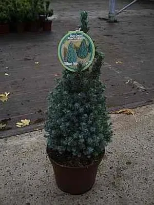 Produktbild von Blaue Zuckerhutfichte Blue Wonder® - Picea glauca Blue Wonder® 40-50cm